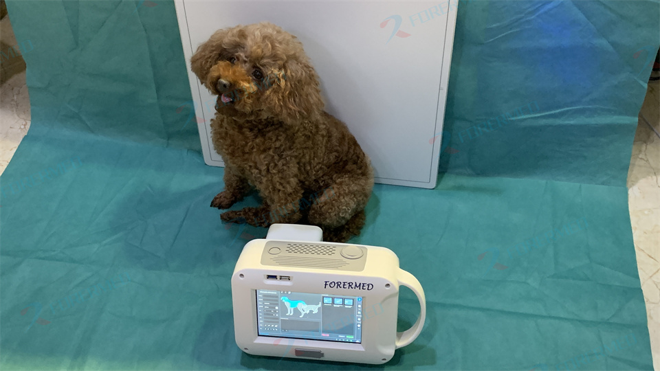 미니 수의학 엑스레이 기기 애완동물 병원 휴대용 디지털 - Vet Tech Accessories 리뷰 및 가격